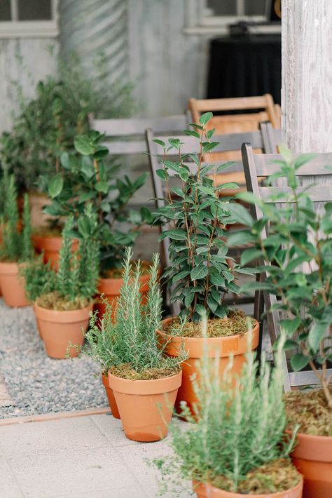 Potted Plants Down Wedding Aisle, Flower Pots Wedding Aisle, Tree Planting Ceremony Wedding, Aisle Inspiration, Bay Photography, Nursery Wedding, Old Schoolhouse, Ceremony Aisle, Romantic Backdrop