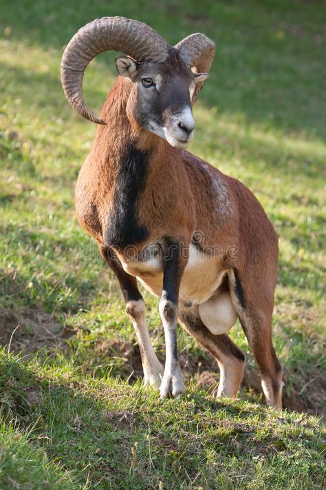 Capricorn Animal, Ram Animal, Capricorn Goat, Aries Ram, Big Horn Sheep, Ram Head, Mountain Goat, Extinct Animals, Rare Animals