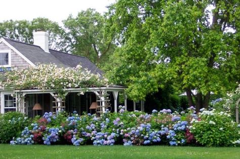 Landscaping with Hydrangeas | 15 Garden Design Ideas Nantucket Gardens, Hydrangea Landscaping, Hydrangea Garden, Enchanted Home, Inspire Me Home Decor, Home Landscaping, Climbing Roses, Vintage Landscape, Gorgeous Gardens