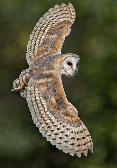 Owl Flying, Owl Photography, Owl Photos, Owl Pictures, Beautiful Owl, Owl Tattoo, Owl Bird, Owl Art, Barn Owl