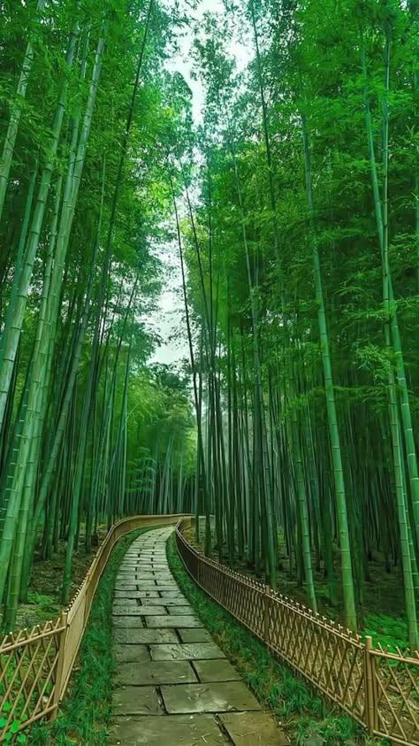 Bamboo Tree Wallpaper, Beautiful Nature Photography, Green Nature Wallpaper, Bamboo Wallpaper, Picture Nature, Iphone Wallpaper Lights, Nature Picture, Flowers Photography Wallpaper, Beautiful Wallpaper For Phone