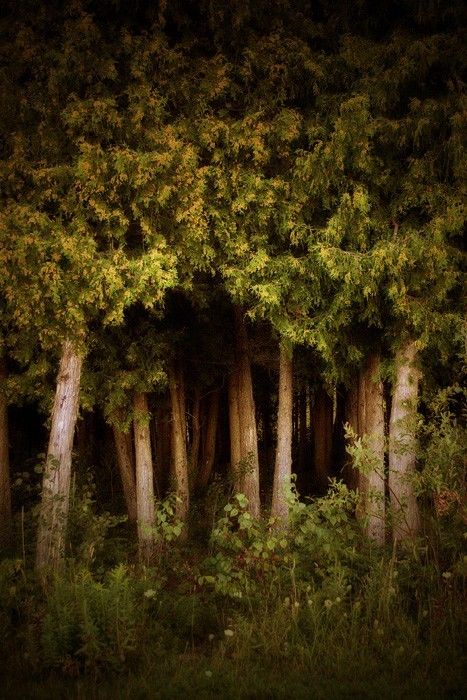 Foto Art, Walk In The Woods, Deep Forest, Tree Forest, Dark Forest, Enchanted Forest, Beautiful Tree, Tree Print, In The Woods