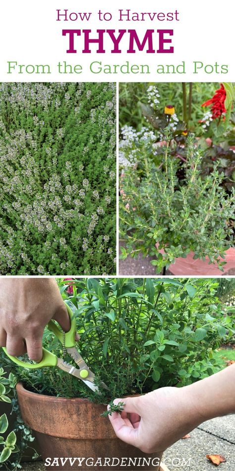 Drying Thyme, Harvest Thyme, Drying Fresh Herbs, Thyme Flower, Thyme Plant, Growing Cilantro, Preserving Herbs, Spice Garden, Medicinal Herbs Garden