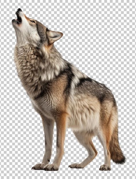 PSD howling wolf isolated on transparent... | Premium Psd #Freepik #psd #howling-wolf #wolf #wildlife #predator Wolf Howl, Wolf Images, Painting Reference, Wolf Photos, Howling Wolf, Bird Painting, Young Life, Wolf Howling, Wolf Pack