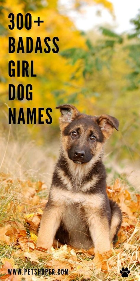 A tough female dog deserves a name that reflects her tough nature and her resilience. Here, you will find the best badass girl dog names. #BadassGirlDogNames #DogNames Female Dog Names List, Southern Dog Names, Female Pet Names, Puppy Names Unique, Brown Dog Names, Country Dog Names, Tough Dog Names, Girl Dog Names Unique, Puppies Names Female