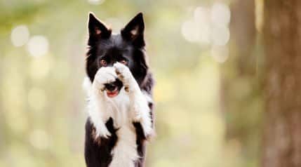 Basic Dog Information, Questions & More Cool Dog Tricks To Teach Your Dog, Advanced Dog Tricks, Easy Dog Tricks To Teach, Cool Tricks To Teach Your Dog, Dog Tricks List, Fun Dog Tricks, Border Collie Tricks, Fun Tricks To Teach Your Dog, Police Dog Breeds