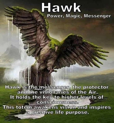 Hawk Totem, Hawk Spirit Animal, Animal Totem Spirit Guides, Spirit Animal Meaning, Aigle Royal, Animal Meanings, Spirit Animal Totem, Animal Spirit Guide, Spiritual Animal