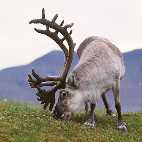 Caribou Hunting, Svalbard Reindeer, Wild Animals Photography, Baby Reindeer, Deer Family, Prehistoric Creatures, Wildlife Animals, Sweet Animals, Animal Paintings