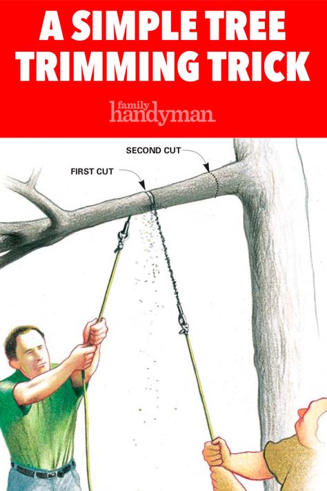 A Simple Tree Trimming Trick How To Trim Trees, How To Make Your Tree Taller, Trimming Trees Branches, How To Stake New Trees, Tree Pruning Tips, Tree Surgeons, Trees For Front Yard, Tree Felling, Garden Tool Shed