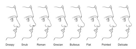 Jeff Searle: Drawing the nose Nose Shapes Chart, Male Nose, Nose Piercing Care, Greek Nose, Human Nose, Body Description, Different Nose Shapes, Nose Types, Type Chart