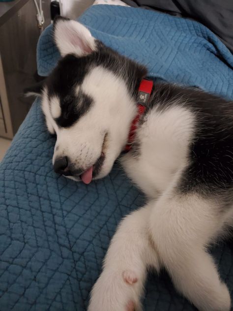 blep #huskypuppies #huskydogs #husky #HuskySibir Haski Dog, Aesthetic Puppy, Caine Husky, Puppy Pics, Animal Aesthetic, Baby Luna, Husky Pics, Really Cute Puppies, Cute Husky