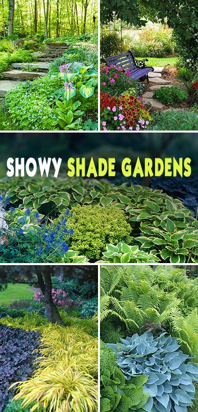 Showy Shade Gardens • Wonderful tips and ideas! #garden #gardening #gardenideas #gardenprojects #diygardenideas #diygardenprojects Ontario Garden, Shade Garden Ideas, Shady Border, Garden Extension, Growing Calendar, Shade Garden Plants, Shade Gardens, Country Gardens, Flower Bedding