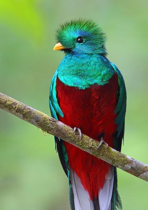 Resplendent Quetzal, Weird Birds, Bird Sitting, Rare Birds, Airbrush Art, Tropical Birds, Exotic Birds, Bird Pictures, Pretty Birds