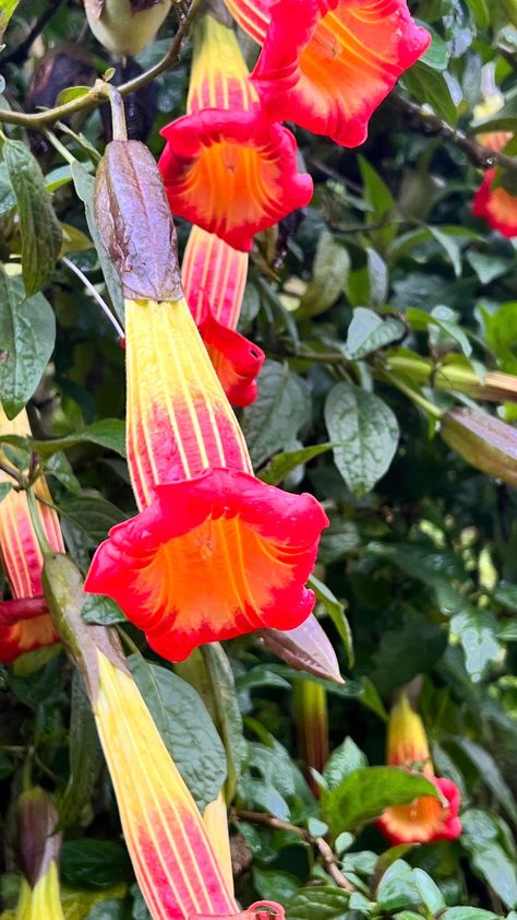 Beautiful flora of Ecuador. #Ecuador #cloudforest #flowers #flowerphotography