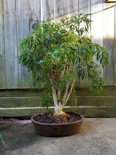 My Ming Aralia bonsai in training Ming Aralia Bonsai, Plant Vessels, Indoor Bonsai Tree, Indoor Bonsai, Bonsai Garden, Bonsai Tree, Bonsai, Nursery, Plants