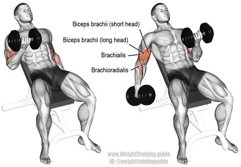 7 Top Dumbbell Arm Exercises to Build Muscle for CrossFit Athletes | BOXROX Biceps Brachii, Dumbbell Curls, Week Workout, Muscle Abdominal, Big Biceps, Biceps And Triceps, Muscle Building Workouts, Triceps Workout, Biceps Workout