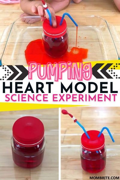 Circulatory System Science Fair Project, The Human Body Activities For Preschool, My Body Science Preschool, Human Body Unit Preschool, What Is Blood Made Of Science For Kids, Preschool Heart Science, Body Learning Preschool, Anatomy Activities For Preschool, Human Body Project Preschool