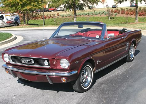 1966 ‪#‎Mustang‬ convertible. Do you know what the color is?  Looks like Vintage Burgundy which would be color code "X" on the data tag. Cherry Coded, Burgundy Car, Hibiscus Design, Red Mustang, 1966 Mustang, R34 Gtr, Ford Mustang Convertible, 1966 Ford Mustang, Classic Mustang