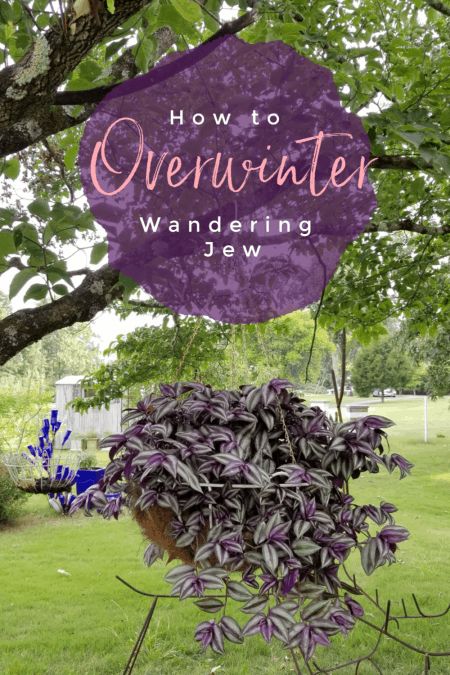 How to Overwinter Wandering Jew ~ Southern Gardening Gal Wondering Jew Plant, Wondering Jew, Jew Plant, Wandering Jew Plant, Purple Foliage, Wandering Jew, Shade Garden Plants, Garden Flower Beds, Being Outside