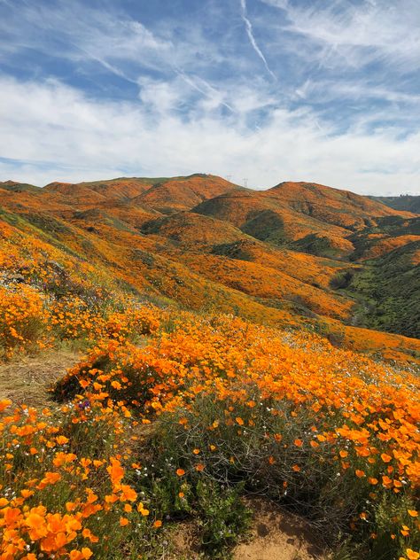 California Flowers, Landscape Ideas Front Yard Curb Appeal, Super Bloom, Landscape Edging, Landscape Paintings Acrylic, Flower Field, Nature Aesthetic, Nature Landscape, Pretty Places