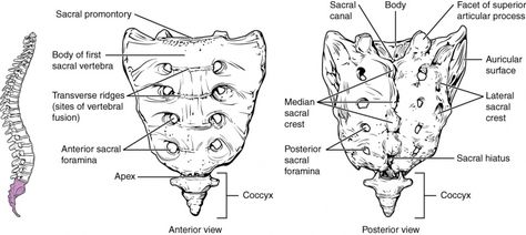 Vertebral Column Anatomy, Pagets Disease, Fracture Healing, Osteogenesis Imperfecta, Vertebral Column, Scope And Sequence, Yoga Teaching, Evan Thomas, Allied Health