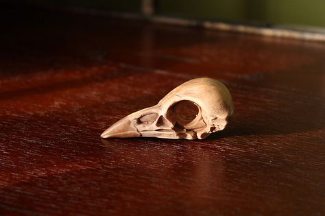 polymer clay bird skull Bird Skull Aesthetic, Polymer Clay Skull Tutorial, Polymer Clay Bones, Clay Bird Skull, Polymer Clay Bird, Bird Skulls, Cloche Decor, Clay Molds, Clay Bird