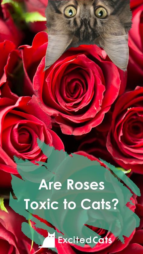 In this article, we look at the toxicity of roses and how they relate to your cat. #catinfo #catcare #excitedcats #catlovers #catawareness #catadvice Essential Oils Cats, Toxic To Cats, Cat Vet, Cat Advice, Cat Info, Rose Leaves, Rose Essential Oil, Cat Care, Feline