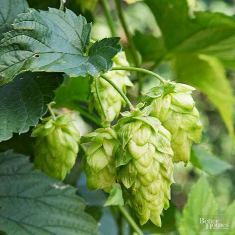 Want to make your homemade brew even better? Try growing hops, an essential ingredient in beer! Find out more about what hops are, what the different varieties of hops are, how to grow hops, and how to care for hops by each season. Growing Hops, Hops Vine, Hops Plant, Hop Flower, Humulus Lupulus, Diy Home Bar, Gardening Trends, Garden Vines, Rosemary Mint