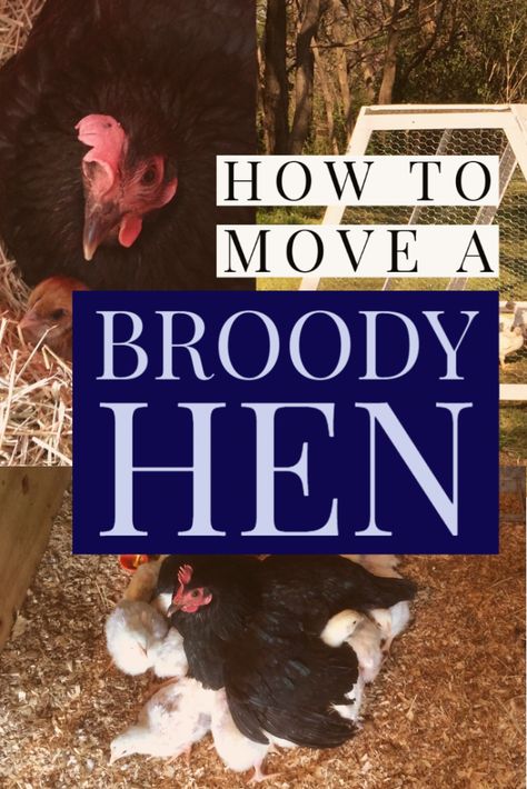 Broody Hen Hatching Eggs, Broody Hen Coop, Broody Hen Tips, Brooding Chicks, Broody Hen, Hen Coop, Raising Farm Animals, Raising Chicks, Egg Laying Chickens