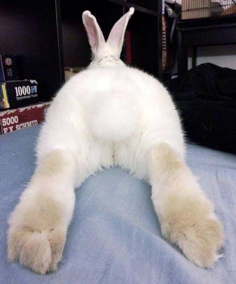 Bunny butts are the cutest! Bunny Butts, Cutest Bunny Ever, Aesthetic Animals, Bunny Images, Beautiful Rabbit, Animal Costumes, Bunny Pictures, Pinterest Images