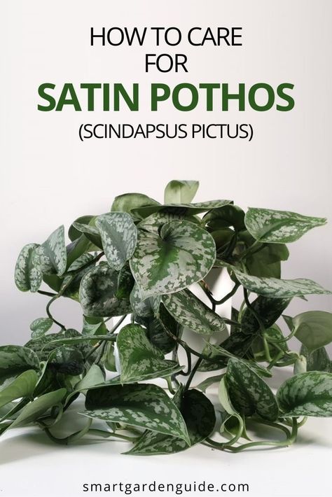 Scindapsus Pictus Care, Satin Pothos Care, Satin Pathos, Pathos Plant, Pothos Varieties, Silver Plants, Pothos Care, Plant Buddies, Houseplant Ideas