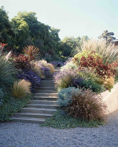 Sloped Backyard, Garden Inspo, Coastal Gardens, Grasses Garden, Landscape Designs, Mediterranean Garden, Native Garden, Have Inspiration, Ornamental Grasses