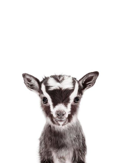 Cute Goats Baby, Goat Nursery, Goat Paintings, Baby Animal Drawings, Baby Goat, Cute Goats, Mini Art, Framed Art Print, Animal Drawings