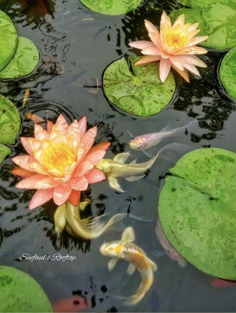 Water Lilly Aesthetic, Koi Fish Lily Pads, Lilly Illustration, Lillie Flower, Lillys Flowers, Lilly Aesthetic, Lilly Painting, Lillies Flowers, Lilly Prints