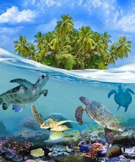 So Clear Water and Sea Turtles in Tortuga Island - Love This Swimming In The Ocean, A Turtle, Under Water, In The Ocean, Blue Water, Maldives, Turtles, The Ocean, Palm Trees