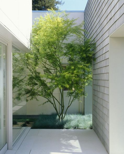 Small courtyard with just enough room for a tree Atrium Design, Modern Gardens, Small Courtyard, Courtyard Ideas, Drought Tolerant Landscape, Urban Interiors, Courtyard Design, Small Courtyards, Internal Courtyard