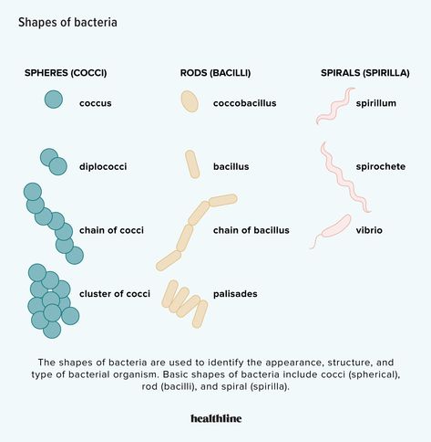 What Is Bacteria? Good vs. Bad, Benefits, and Common Types Different Types Of Bacteria, Bacteria Types, Bacteria Shapes, Bio Project, Types Of Bacteria, Microbiology Study, Study Things, Medical Study, Newborn Feeding