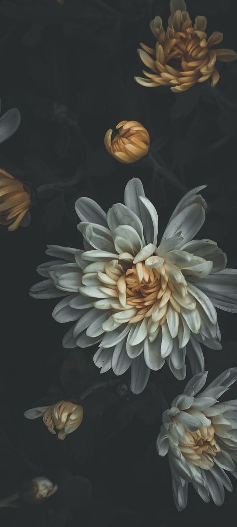 Chrysanthemum Aesthetic Dark, White Chrysanthemum Flower Aesthetic, Chrysanthemum Wallpaper Iphone, Moody Phone Background, White Chrysanthemum Aesthetic, Chrysanthemum Wallpaper Aesthetic, Moody Tattoo Aesthetic, Chrysanthemums Aesthetic, Dark Flower Aesthetic Wallpaper