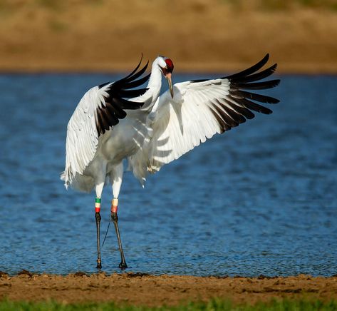 The whooping crane (Grus americana), the tallest North American bird, is an endangered crane species named for its whooping sound. Along with the sandhill crane, it is one of only two crane species found in North America. The whooping crane's lifespan is estimated to be 22 to 24 years in the wild. Crane Drawing, Whooping Crane, Flying Crane, Tattoo Animal, Bird Quotes, Painting Reference, Japanese Watercolor, Animal References, Crane Bird