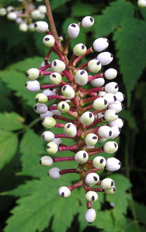 Dolls Eyes Plant, Actaea Pachypoda, Drawtober 2023, Eyeball Plant, Poisonous Berries, Plant Fungus, Poisonous Plants, Botanical Beauty, Drawing Inspo