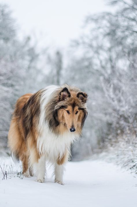 Simply Canine : handsomedogs:   Susann Jihlawez | winter is coming Lassie Dog, Rough Collies, Smooth Collie, Sheltie Dogs, Rough Collie, Pretty Dogs, Best Dog Breeds, Fluffy Dogs, Shetland Sheepdog