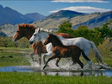 3 horses Horse Background, Country Backgrounds, Horses Running, Beautiful Horse Pictures, Horse Wallpaper, Majestic Horse, Running Horses, All The Pretty Horses, Airbrush Art