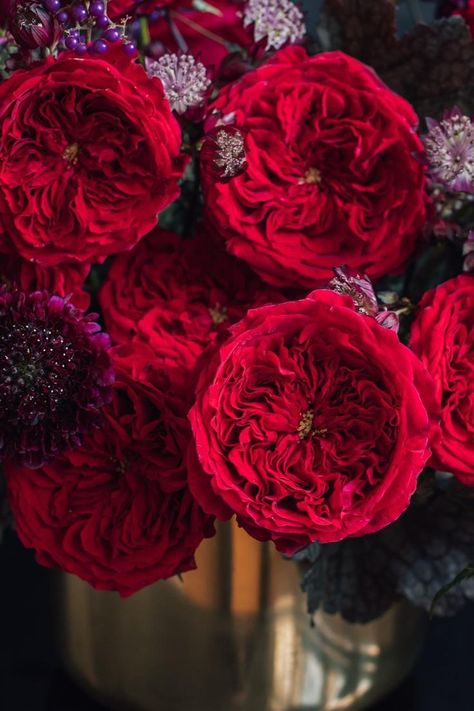 Red valentines day roses from the David Austin Wedding Rose collection Plant Fairy, David Austin Wedding, Festive Dinner Party, Red Wedding Theme, Wedding Roses, White And Pink Roses, Austin Rose, New Years Eve Wedding, Floral Installations