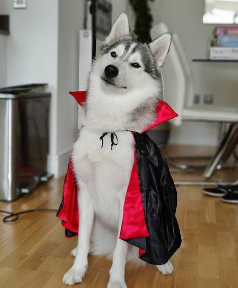 Halloween Costumes For Huskies, Easy Diy Dog Costume, Wolf Costume For Dog, Husky Halloween Costumes, Husky Outfits, Creative Dog Costumes, 7 Halloween Costumes, Big Dog Halloween Costumes, Dogs Halloween Costumes