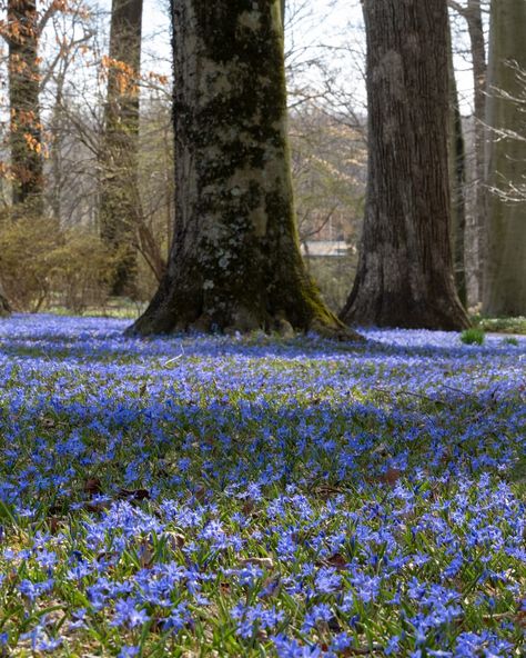 The Monday blues we're looking forward to. A sea of scilla and glory-of-the-snow will soon replace the golden hues of winter aconite and… | Instagram Blue Winter Flowers, Glory Of The Snow Flowers, Royal Bluebell, Heavenly Blue Morning Glory, Blue Bell Flowers Meaning, January Flowers, Winter Aconite, Museum Garden, Garden Library