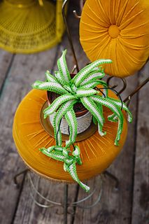 Crochet Indoor Plants, Crochet Spider Plant Free Pattern, Crochet Spider, Crochet Plants, Crochet Bears, Crochet Succulent, Awesome Crochet, Indoor Plant Wall, Crochet Embellishments