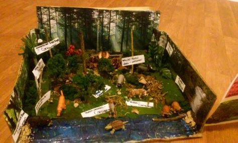 My son Temperate deciduous forest he got a B grade!!..even though i thought it should've been an A!!!!! Lol Temperate Deciduous Forest Diorama, Temperate Forest Diorama, Deciduous Forest Biome Project, Forest Biome Project, Ecosystem Diorama, Deciduous Forest Biome, Ecosystems Diorama, Biome Project, Temperate Deciduous Forest