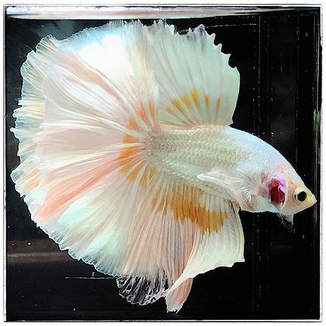 AquaBid.com - Item # fwbettashm1711607095 - (DRAGONS) Cream Rose Tail 5605 - Ends: Thu Mar 28 2024 - 01:24:55 AM CDT Halfmoon Betta, Cream Roses, Auction Items, Betta Fish, Auction, Fish, Sun, Cream