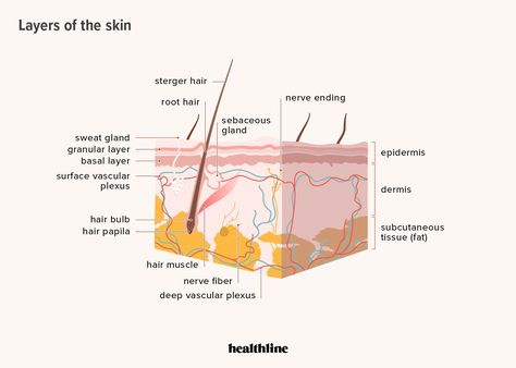 Subcutaneous Tissue Function and What Can Impact Its Health Subcutaneous Injection, Nerve Fiber, Subcutaneous Tissue, State Board, Connective Tissue, Visceral Fat, Sweat Gland, Saggy Skin, Dermal Fillers