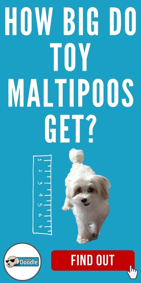 How big do Toy Maltipoos get? Learn all about the Toy Maltipoo size and how large a Toy Maltipoo full grown will be.  This is sometimes referred to as the Teacup Maltipoo size.    #maltipoo #maltipoos #maltipoosizes #maltipoopuppy #toymaltipoo #teacupmaltipoo Toy Maltipoo Full Grown, Maltipoo Dogs Full Grown, Teacup Maltipoo Full Grown, Maltipoo Full Grown, Mini Maltipoo, Black Maltipoo, Toy Maltipoo, Doodle Dog Breeds, Maltese Poodle Mix